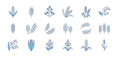 Cereals doodle illustration including icons - pearl millet, agriculture, wheat, barley, rice, timothy grass, buckwheat, proso, sorghum. Thin line art about grain plants. Blue Color, Editable Stroke - obrazy, fototapety, plakaty