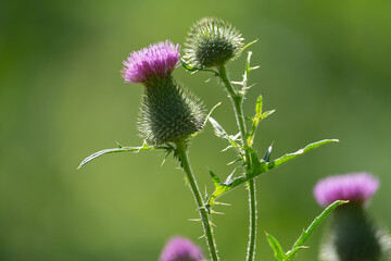 meadow herbs ivan-tea, sweet clover and thistle growing in the field