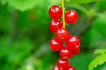 branch of ripe red currant in a garden on green background