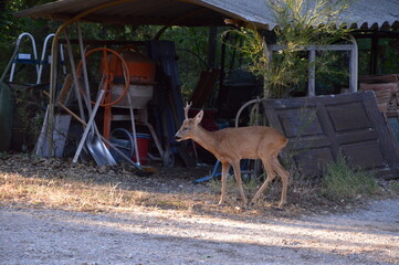 A deer got lost in the garden, Simiane la Rotonde, France