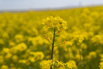 Canola rape agriculture flower