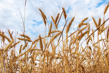 Yellow agriculture field with ripe wheat and blue sky with clouds over it.