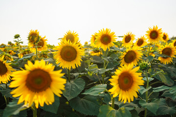 Field of blooming sunflowers. Organic and natural flower background.
