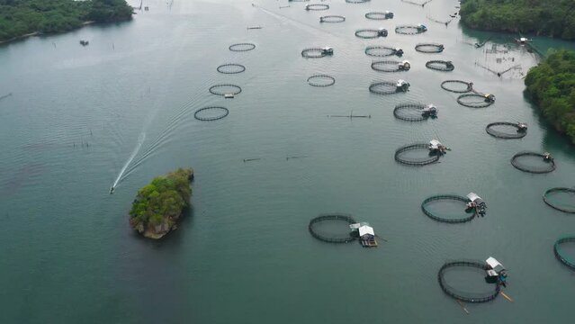 Aerial view of fish ponds for bangus, milkfish. Fish farm, top view. large scale traditional floating fish farms.