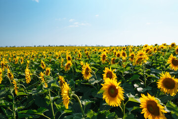Field of blooming sunflowers. Organic and natural flower background.