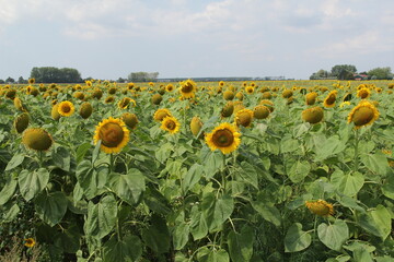 Obraz premium a field with yellow sunflowers in the dutch countryside and a blue sky in summer