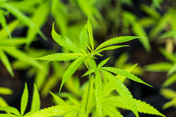 Cannabis leaf Marijuana cultivation trials for medical use in thailand.
