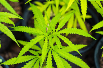 Cannabis leaf Marijuana cultivation trials for medical use in thailand.