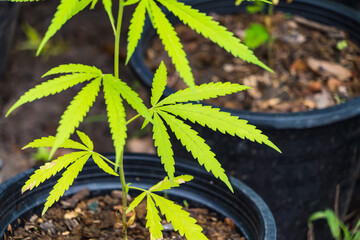 Cannabis leaf Marijuana cultivation trials for medical use in thailand.