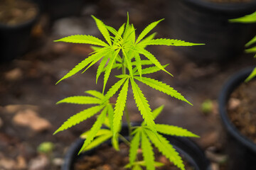 Cannabis leaf Marijuana cultivation trials for medical use in thailand.