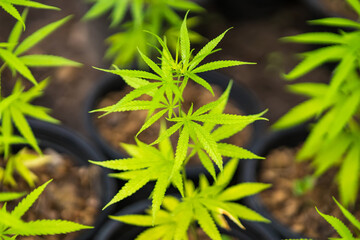 Cannabis leaf Marijuana cultivation trials for medical use in thailand.