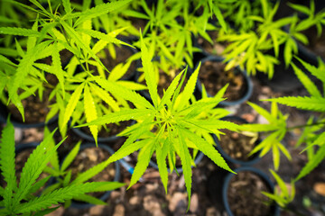 Cannabis leaf Marijuana cultivation trials for medical use in thailand.