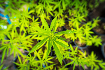 Cannabis leaf Marijuana cultivation trials for medical use in thailand.