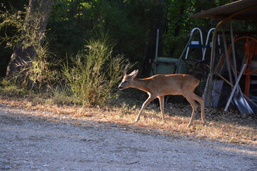 A deer got lost in the garden, Simiane la Rotonde, France