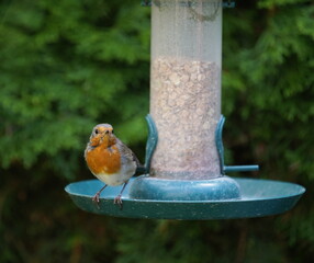 robin on feeder,rotkehlchen am futterspender