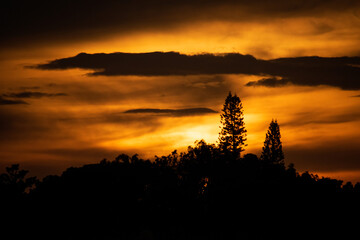 silhouette of tree at sunset