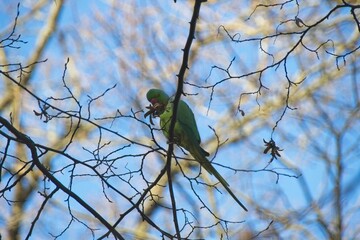 yellow bird on branch