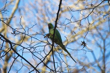 yellow bird on branch