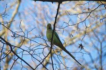 yellow bird on branch