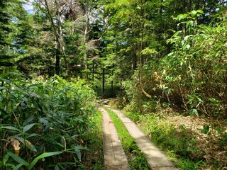森の中の道