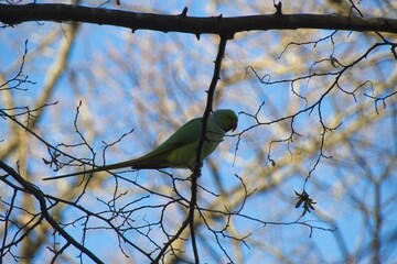 yellow bird on branch