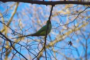 yellow bird on branch