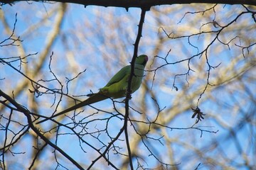 yellow bird on branch