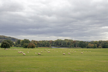 Fototapeta premium flock of sheep on a meadow
