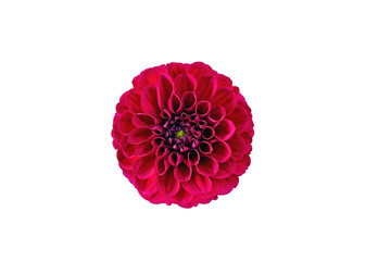 Red Zinnia flower head on transparent background