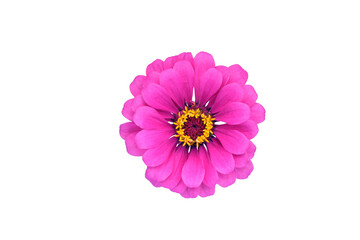 Purple Zinnia flower head on transparent background - Powered by Adobe