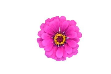 Fototapeten Purple Zinnia flower head on transparent background © Soru Epotok