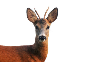 Roe deer portrait on transparent background