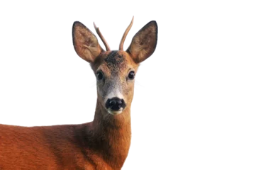 Plexiglas foto achterwand Roe deer portrait on transparent background © Soru Epotok