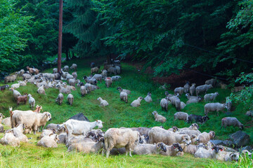 Flock of sheep on the Transfagarasan in Romania