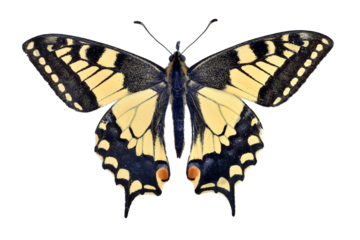 Old world swallowtail butterfly on transparent background