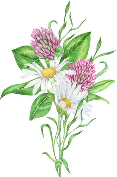 Watercolor wildflowers bouquets, daisy and clover arrangements, wildflower compositions