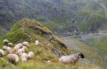 Sheep on the Transfagarasan in Romania