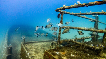 Naklejka premium Shipwreck scenery underwater, deep blue water ocean scenery of metal underwater.