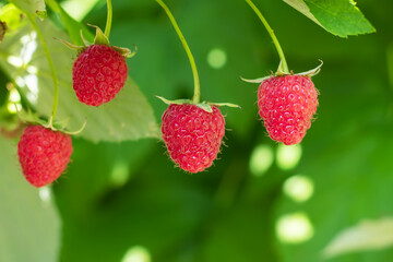branch of ripe raspberries in a garden
