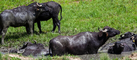 Water buffalo in Romania