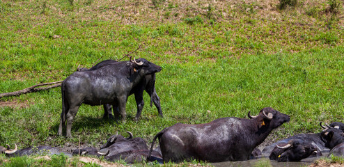 Water buffalo in Romania