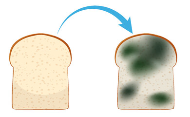 Inedible bread with mould