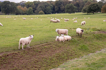 Obraz premium Sheep grazing in the countryside.