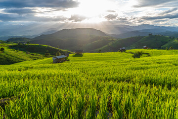 Fototapeta premium Green rice fields are terraced fields on hillsides where rice farmers plant rice at sunset, a tourist destination in northern Thailand.
