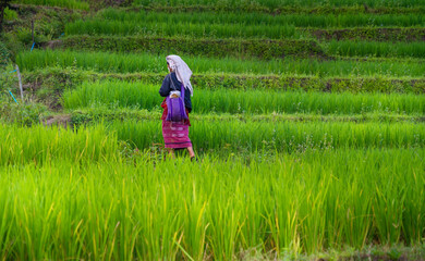 Naklejka na ściany i meble farmer wearing traditional clothes walks on a terraced rice field amid nature in northern Thailand.