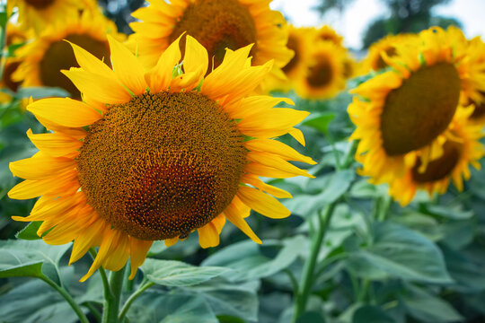 sunflowers in the garden close up, flowers image