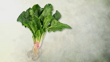 Tasty fresh green herbs, sorrel on background.