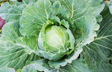 Fototapeta premium Juicy fresh white cabbage in the vegetable garden