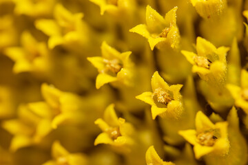 Beautiful fresh yellow sunflower macro shooting. Sunflower blooming Close-up.