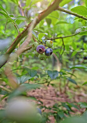 Blueberries growing on a small backyard plantation